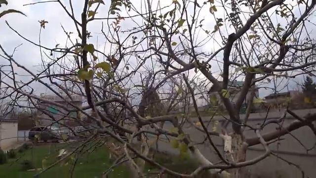 Обрезка яблони с безлидерной формировкой чашей смотреть онлайн