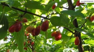 КИЗИЛ.  В какие сроки лучше собирать плоды?