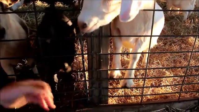 США: А КАМЕРА У ТЕБЯ ВКУСНАЯ? /Making friends at the farm. смотреть онлайн