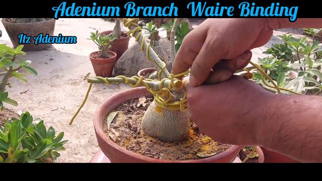 Adenium Branch Waire Binding | Adenium Bonsai Making | Adenium Ka Bonsai Kaise Banaye | Pruning | смотреть онлайн