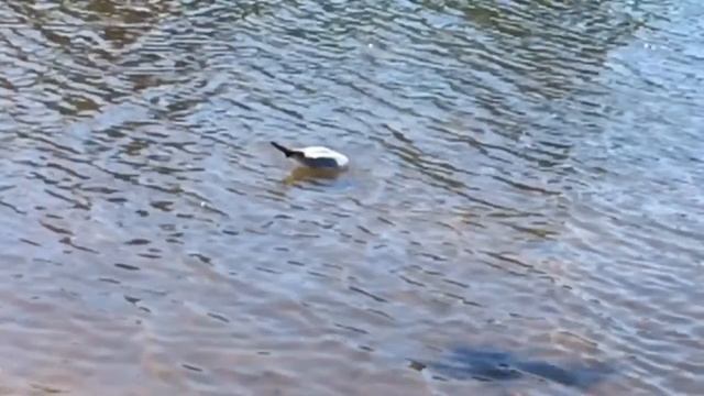 Полёт птиц в замедленной съёмке. смотреть онлайн