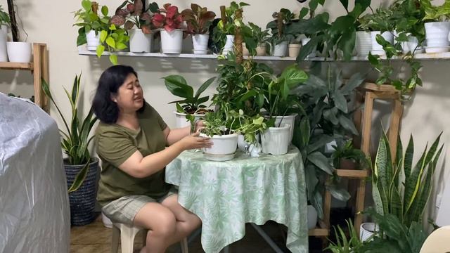 My Pothos Manjula смотреть онлайн