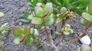 ДЕНЕЖНОЕ ДЕРЕВО. ТОЛСТЯНКА.  РЕЗУЛЬТАТ ПРИМЕНЕНИЯ ЦИТОКИНИНОВОЙ ПАСТЫ.