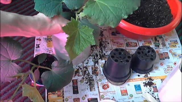 Выращивание огурцов на окне, сорт Оконно-балконный, часть 2 смотреть онлайн