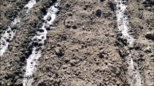 ДОБАВЬТЕ ЭТО В ГРЯДКИ ПРИ ПОСАДКЕ МОРКОВИ И УРОЖАЙ УДИВИТ