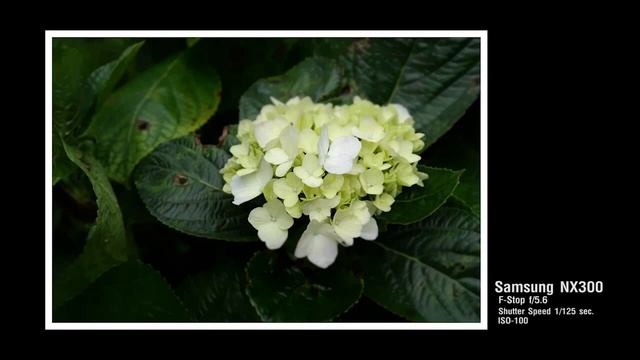 Samsung NX300/18-55mm.เทคนิคถ่ายภาพดอกไม้ให้สีจัดจ้าน ดอยอินทนนท์ смотреть онлайн