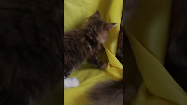 Как растут наши милые хвостики💛 бронировать котят можно по телефону смотреть онлайн