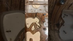 Матка умерла...сколько муравьи проживут без неё