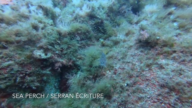 Plongée Il Fiordino w/ Nautilus Diving Center смотреть онлайн