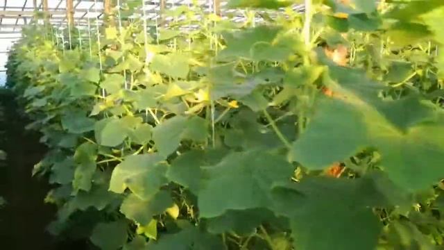 Формирование огурцов для большого урожая смотреть онлайн