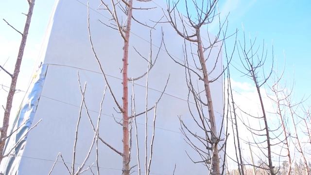 Ambrosia Apple Pruning Like a Pro 3 - by Steve Brown смотреть онлайн