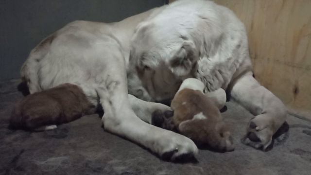 Бугай Алабай. По губам текло и в рот попало. смотреть онлайн