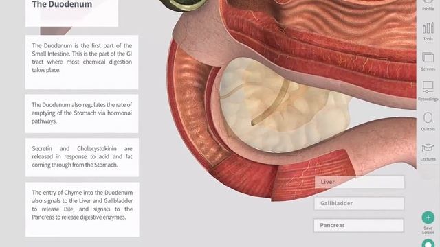 The GastroIntestinal Tract | Complete Anatomy смотреть онлайн