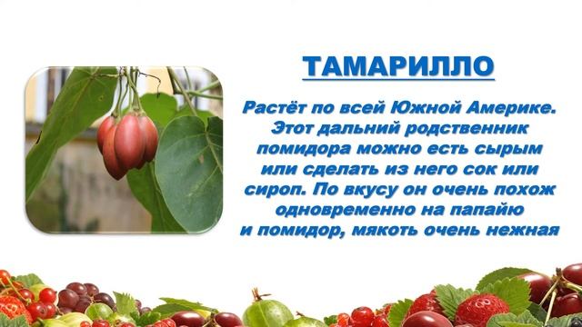 Экзотические фрукты Южной Америки смотреть онлайн