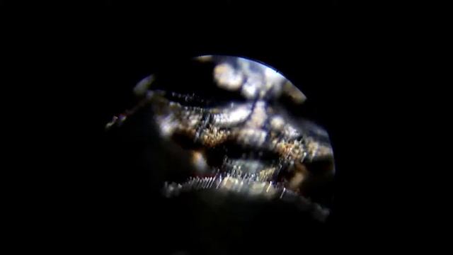 Жук под микроскопом смотреть онлайн