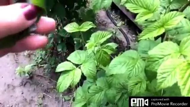 Два дня не были на даче. смотреть онлайн