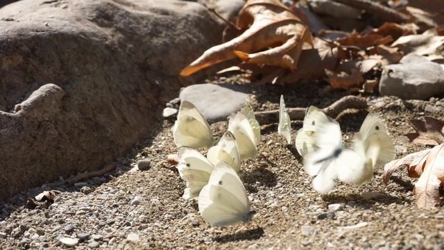 3 мая - православный праздник РАДОНИЦА. Что нельзя делать. Народные приметы и традиции смотреть онлайн