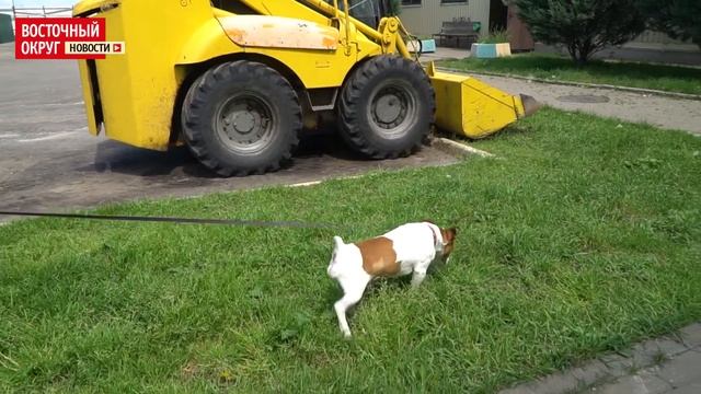 В Кожуховском приюте можно взять даже породистую собаку смотреть онлайн