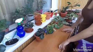 Фиалки. Уход за фиалками. Где лучше поставить фиалки. Освещение. Для начинающих.