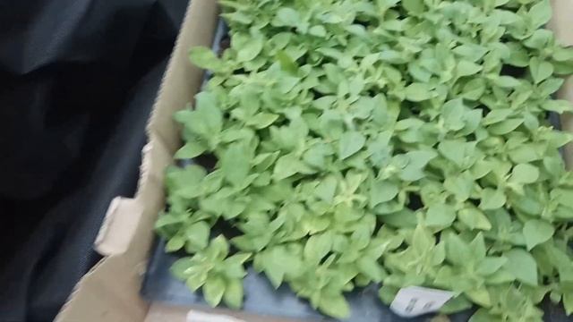 Сурфиния, петуния в наличии, зачем приобретать сейчас? смотреть онлайн