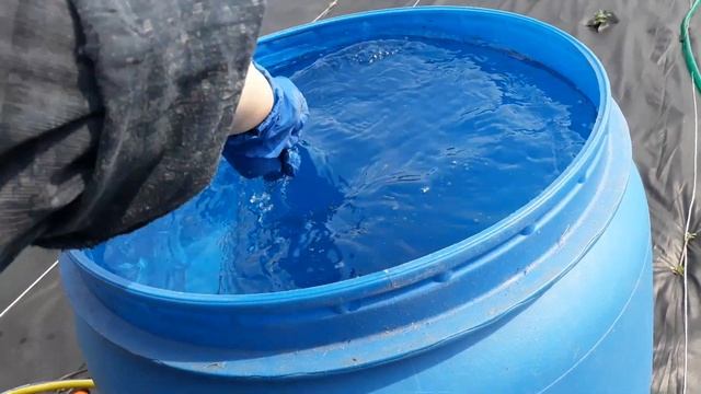 Клубника для начинающих. Первая весенняя подкормка клубники,посаженной на агроспан смотреть онлайн