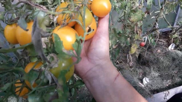 ???ТОМАТ ((( САМЫЙ УРОЖАЙНЫЙ ЛИМОН ЛИАНА И ЮБИЛЕЙНЫЙ ТАРАСЕНКО))) ПОСАДИТЕ И ВЫ НЕ ПОЖАЛЕЕТЕ .. смотреть онлайн