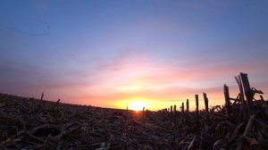 Охота на гуся в Саратовской области. Весна 2023