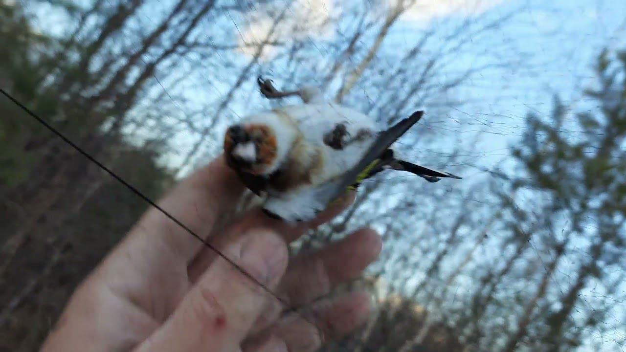 Ловля щеглов 23 октября 2021 год, подгатовка нового места. смотреть онлайн