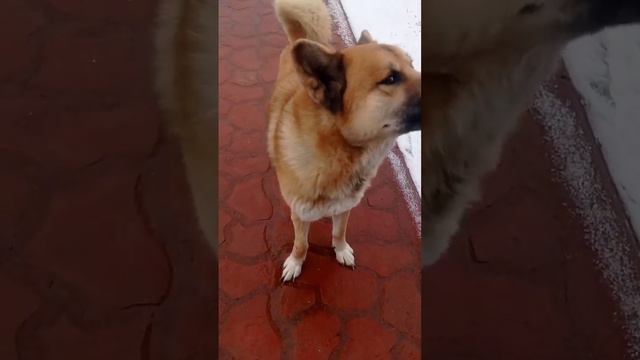 душа собак в их глазах 💗 #катинтеремок #собака #глаза #душа #любовь #преданность #друг #стихи смотреть онлайн