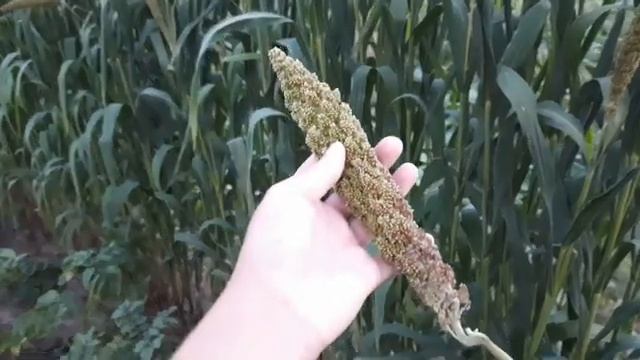 ВЫРАЩИВАЮ ЧУМИЗУ ДЛЯ ПОПУГАЯ . 1 ЧАСТЬ смотреть онлайн