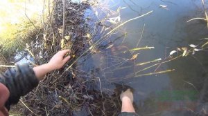 Охота на бобра капканом(постановка капкана на плотину).