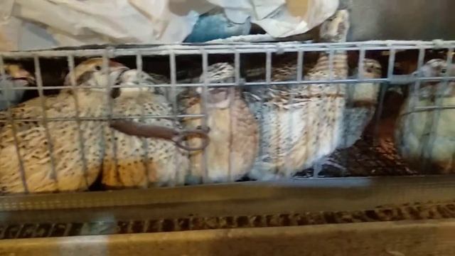 Перепелки породы "феникс золотой" смотреть онлайн