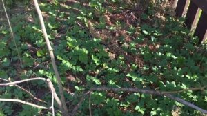Ниваки из боярышника. Начало процесса