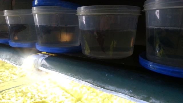 Питушок экстримал (смотреть видео до конца, будет интересно) смотреть онлайн