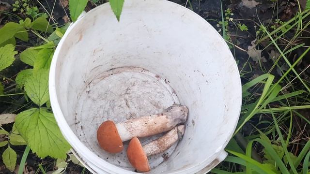 подосиновик летом смотреть онлайн