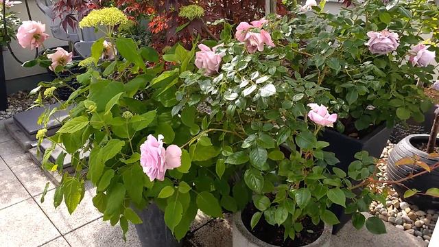 Rose Synactif (la Rose Du Petit Prince) | Delbard | Rosenvideo | Gartenfein [HD]