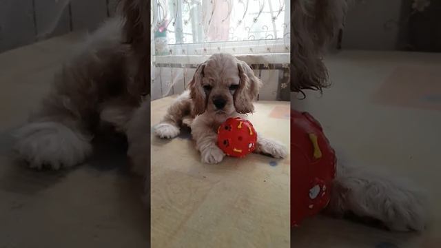 Продаётся девочка американского кокер спаниеля