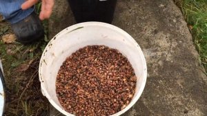 Как достать орехи из кедровых шишек