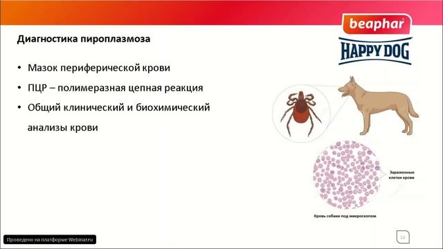 Пироплазмоз смотреть онлайн