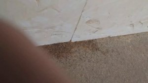 Муравьи под пеноплексом! Вскрытие гнёзд и борьба с помощью отравы.