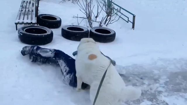 Выпускница питомника ТИМЕРТАШ ЕРОНА (Москва) Дочка Вивы и Шика Спасибо владельцам за видео привет смотреть онлайн
