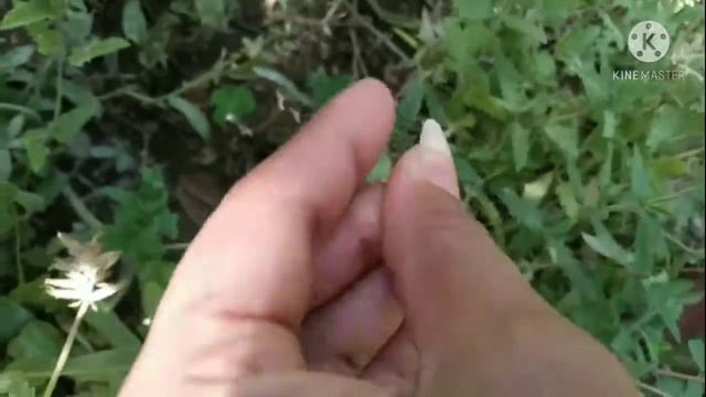 How to Collect seed from Verbena Plant смотреть онлайн
