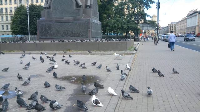 Чайка охотится на голубей смотреть онлайн