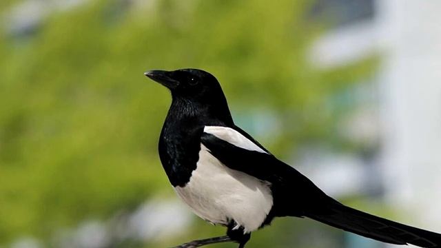 Рассказ "Сорока" смотреть онлайн