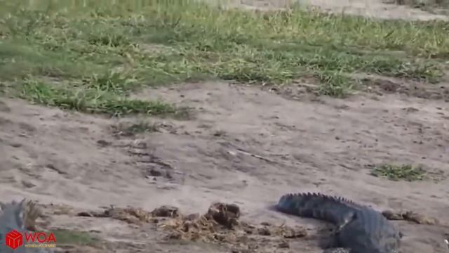 КРОКОДИЛ ПРОТИВ СЛОНОВ | Самые Захватывающие Моменты В Природе смотреть онлайн