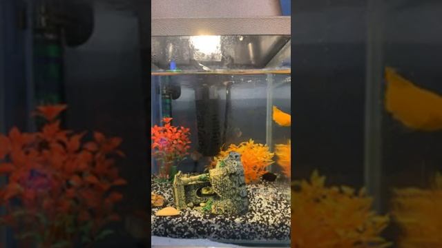 Уход за Окунём стеклянном смотреть онлайн