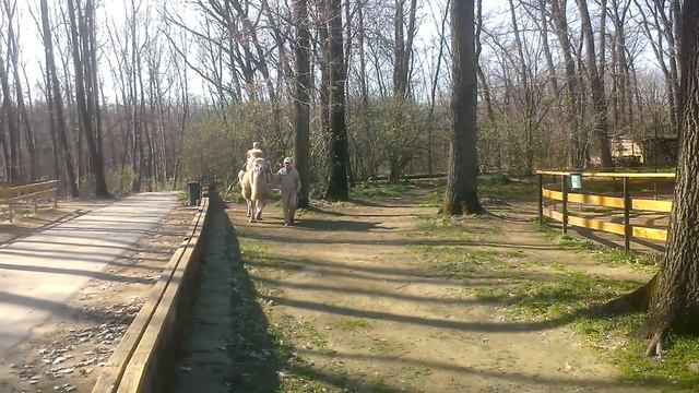 Катание деток на верблюдах, зоопарк г. Ниредьхаза, Венгрия смотреть онлайн