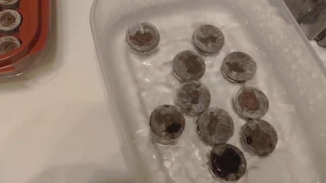 Как правильно активировать торфяные таблетки ?? смотреть онлайн