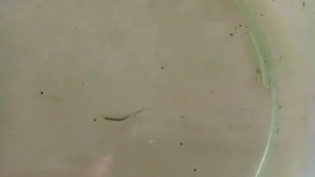 Обработка и пересадка Непентеса смотреть онлайн