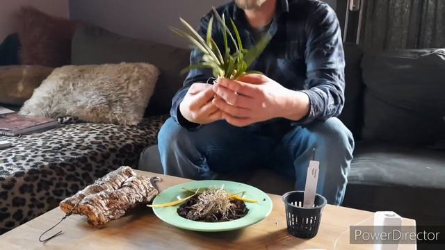 Mounting Orchids: Tolumnia Peach; Daily Orchid Care смотреть онлайн